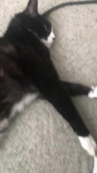 My good friend’s chonker doesn’t want me to leave!