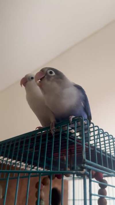 Sound on for maximum chaos! 🎧💥