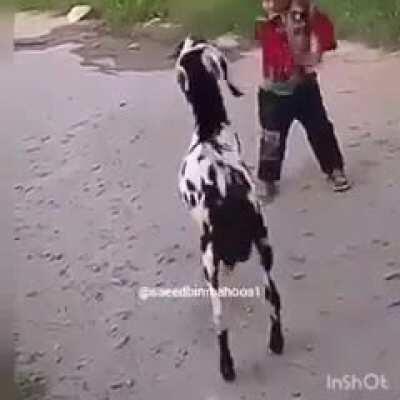 WCGW if i hit this goat