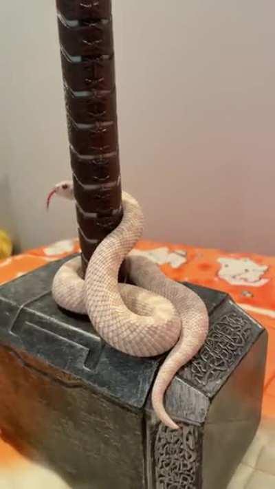 🐍 Guess she's really digging the texture of Mjollnir lol~