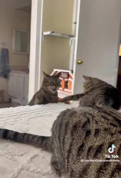 There’s just so much to unpack in such a short video. Cats are cute though.