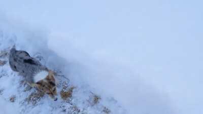 When the snow is deeper than Ellie? Build her a slalom!