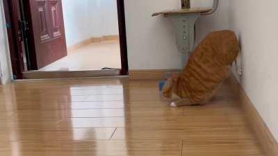 a race for the history of this chonkers