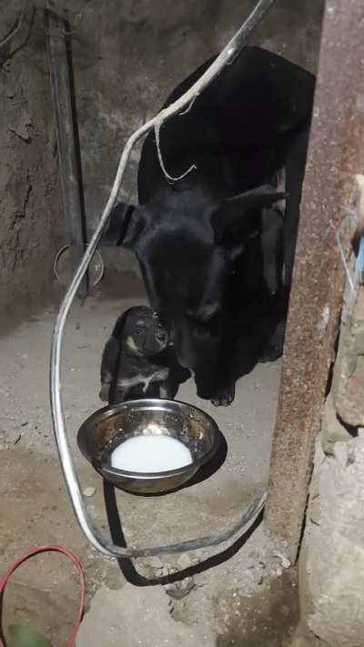 Cute paltu and her baby