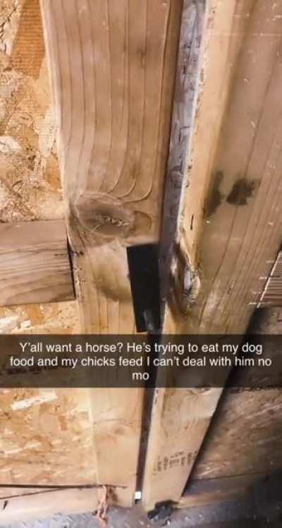 Horse breaking into barn to eat the chicken feed