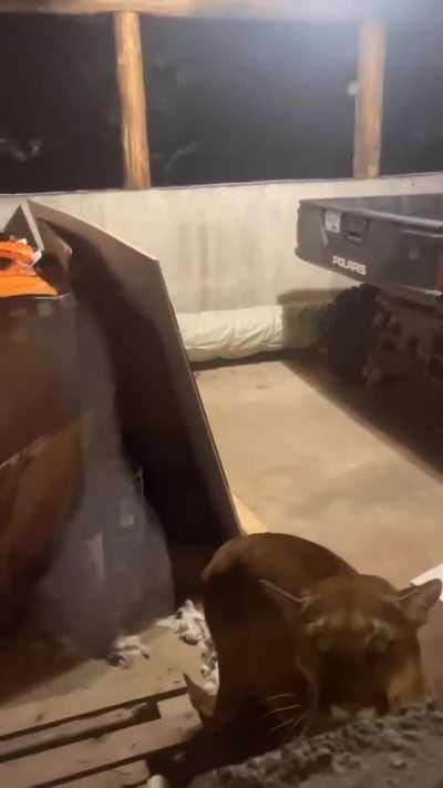 POV: There’s a mountain lion munching on the family cat in your garage.
