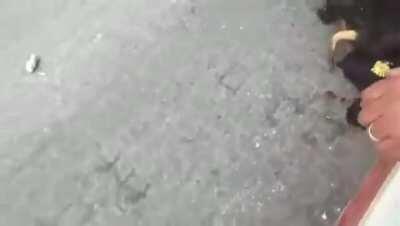 Chase bull, get the horn NSFL