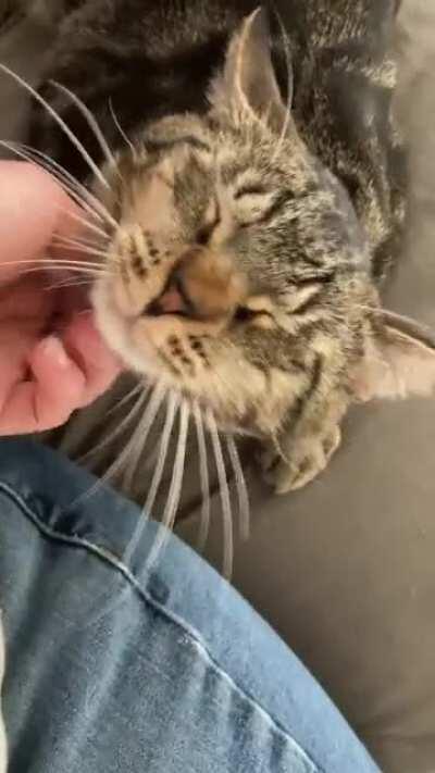 His very subtle nudges so I pet him lol