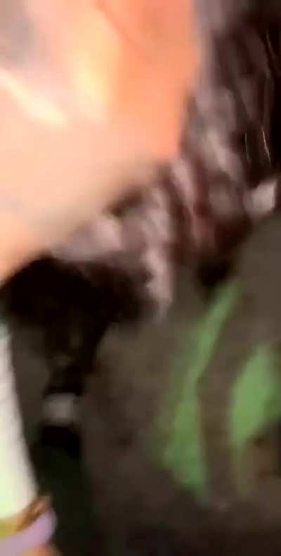 How I treat white sluts in the Netherlands as an Moroccan