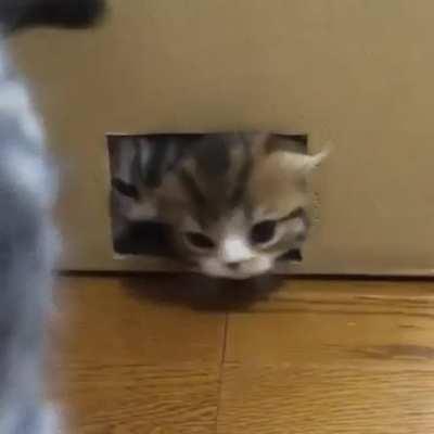 The box of never-ending kittens