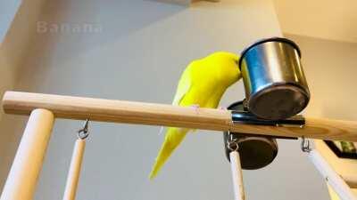 Hima-chan the Talking Budgie Says 