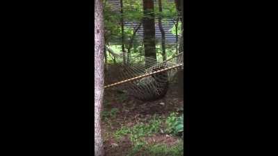 The bare necessities of life (sound on)