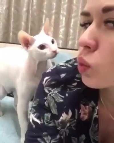 What a lovely kitten