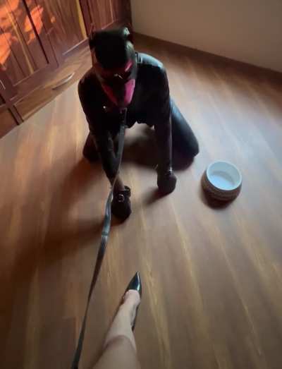 Kneel pup 🐶! Worship your Goddess before a real man satisfies her
