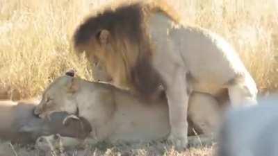 Lions mating while killing a Warthog