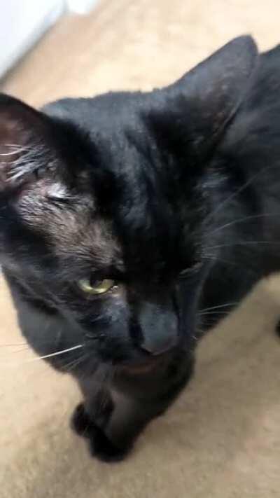 He tried so hard and....