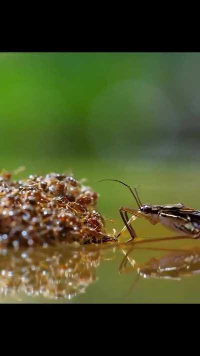 🔥 Ants ingenious survival method during flood