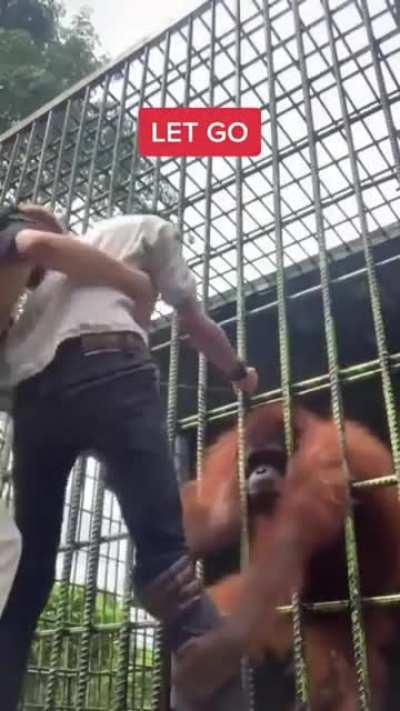 Orangutan grabs man