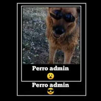 Perro Admin 🤑🤑