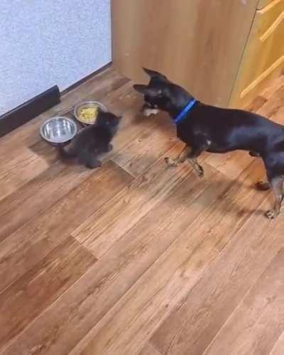 Now eat up, you have to become big and strong like me.