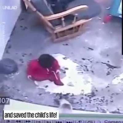 Cat saves baby from falling down stairs.