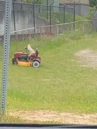Dog Cutting The Grass🤔