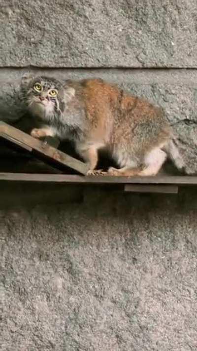 Sometime even manul do be sus