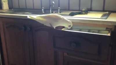 Birb thrives on creating chaos