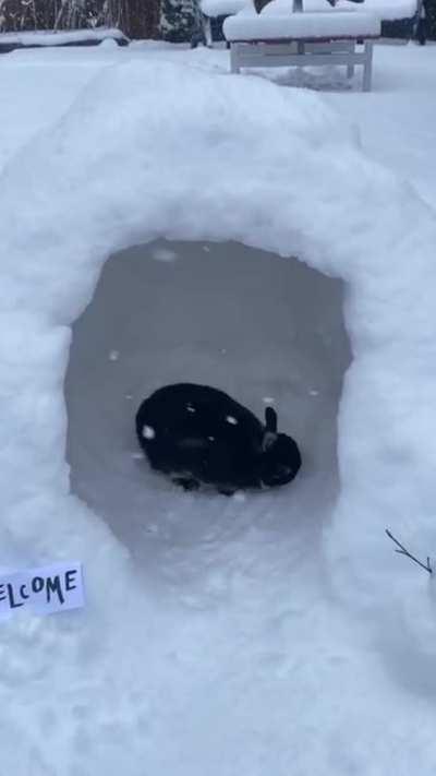 Inspecting her igloo 🧐❄️