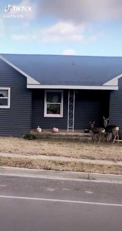 4yr old does not approve of deers eating their pumpkins