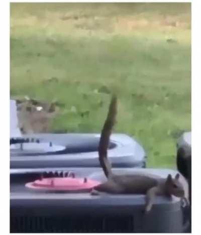 The flying shit (idk if this has been posted already)