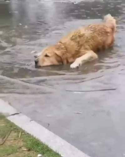 dog enjoying the simple things