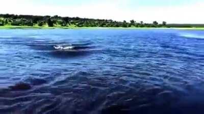 🔥 The incredible speed of a Hippo 🦛
