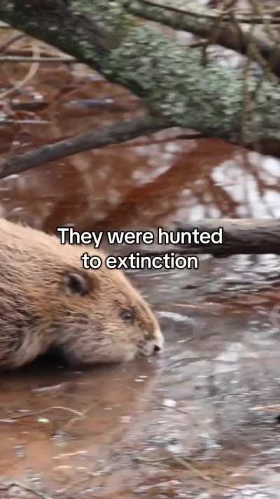 Wild beavers release approved for England!