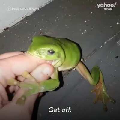 Derp Frog