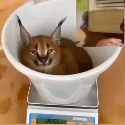 funny floppa XDDD!!!