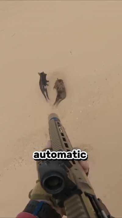 Feral Pigs Pest Control. 