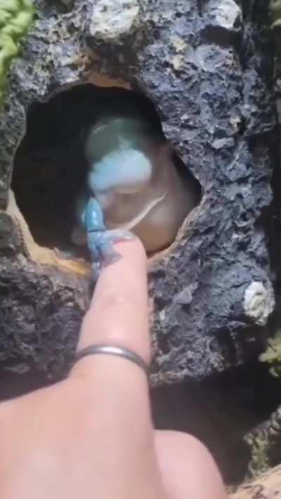 Frog be like - Don't cross your limits 🙂‍↔️