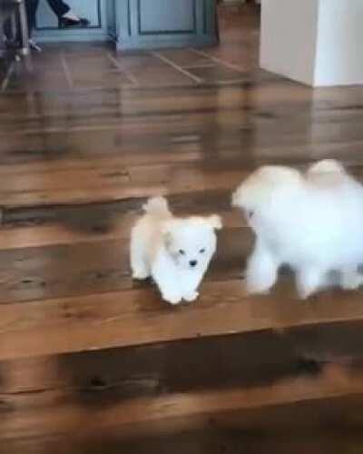 Not a stuffed animal but a live one