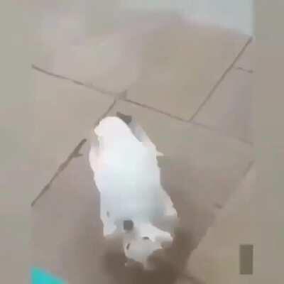 dogs are evolving too 😳