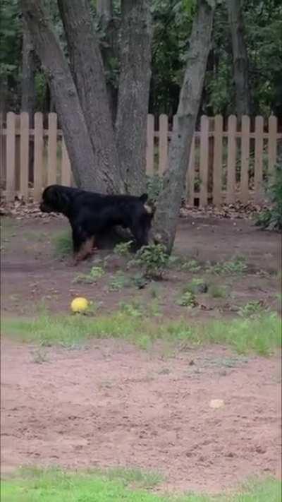 Rottweiler puppy plays tag with dad!