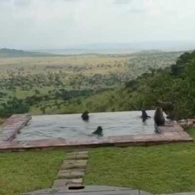Wild monkeys hanging out at pool, jumping into the water, at lodge swimming pool