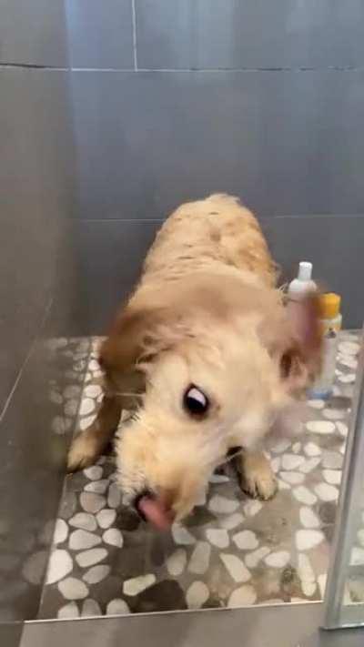 Mylo after a nice evening scrub