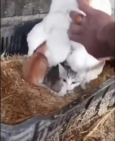 Keeping the chicks warm