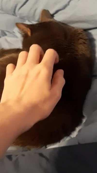 My cat trilling after getting surprized.