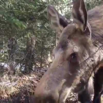 Big moose checking out a wildlife photographer