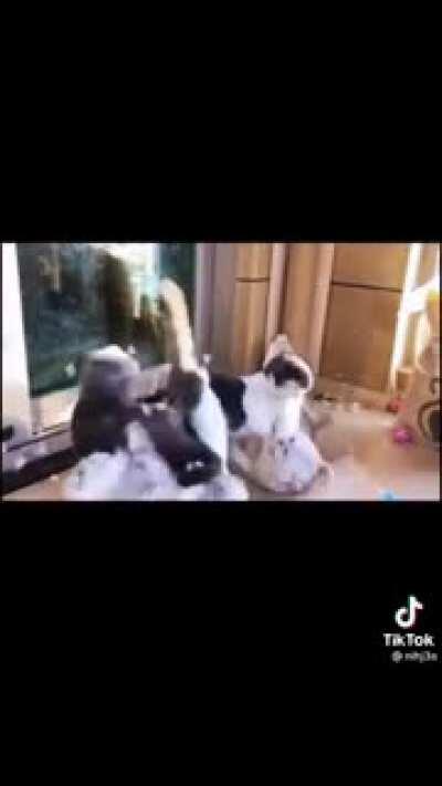 The other cats at least tried