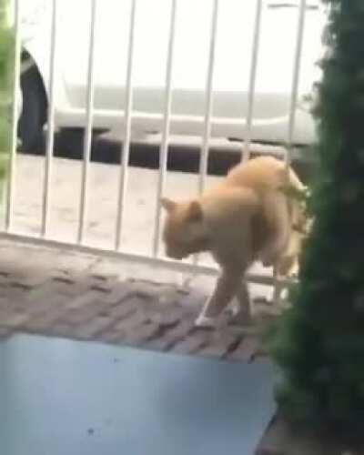 Gatos são outro nivel