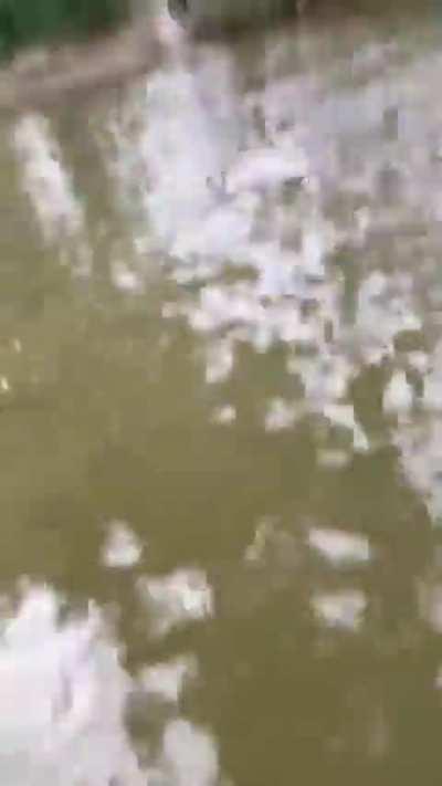 Another “guy fights kangaroo to help free his dog” video…