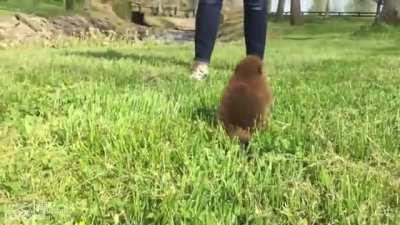 Beatrice is a rescued baby beaver and the ambassador for Kentucky Wildlife Center